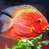 Red Severum Fish