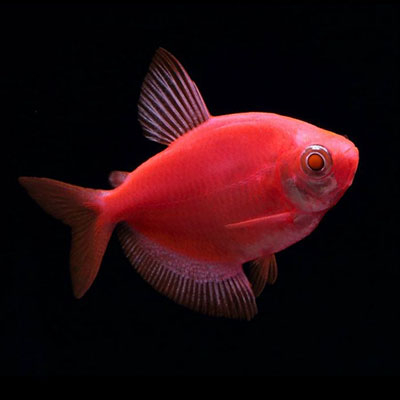 Red Widow Tetra Fish