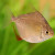 Dollar Fish