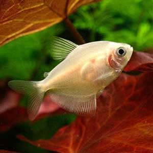 White Skirt Tetra Fish