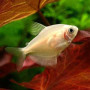 White Skirt Tetra Fish