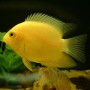 Yellow Severum Fish