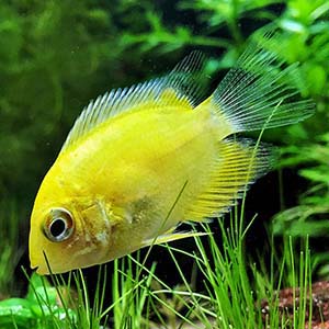 Yellow Severum Fish Small