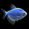 Blue Widow Tetra Fish