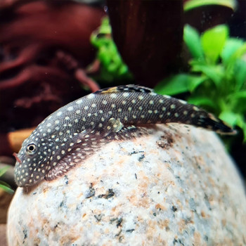 Borneo Sucker Cat Fish (Single)