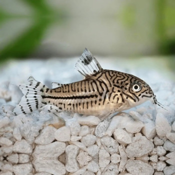 Leopard Corydoras Fish (Single)