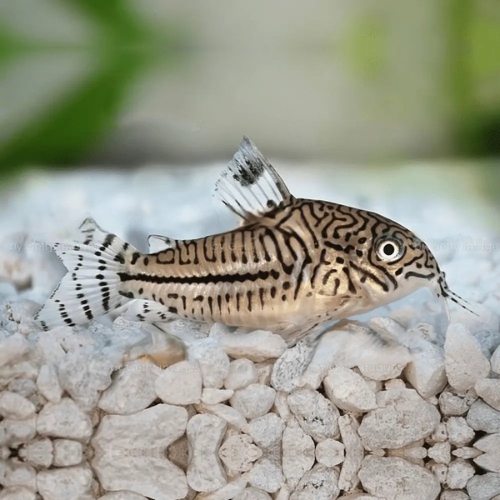 Leopard Corydoras Fish (Single)