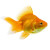 Gold Fish