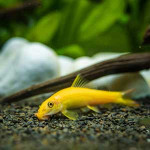 Algae Eaters