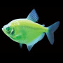 Green Widow Tetra Fish