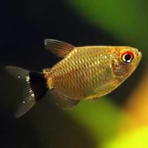 Red Eye Ballon Tetra Fish