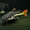 Red Tail Cat Fish (Single)