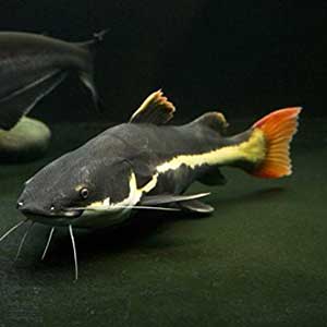 Red Tail Cat Fish (Single)