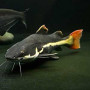 Red Tail Cat Fish (Single)