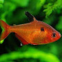 Serpae Tetra Fish