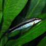 Siamese Algae Eater Fish (Single)
