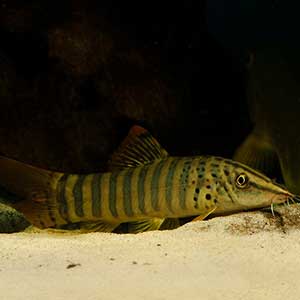Tiger Loach Fish (Single)