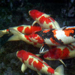 Carp Fish