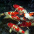 Carp Fish