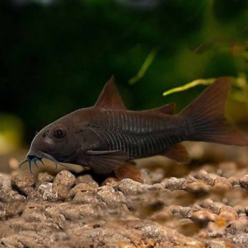 Black Venezuela Corydoras Catfish (Single)