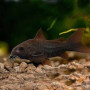 Black Venezuela Corydoras Catfish (Single)