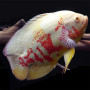 Albino Oscar Fish Baby