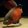 Copper Oscar Fish Baby