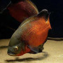 Copper Oscar Fish