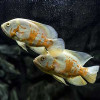 Fire Red Oscar Fish
