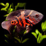 Tiger Oscar Fish