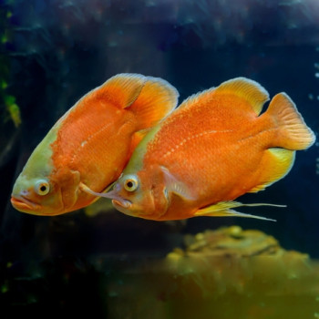 Imported Fire Red Oscar Fish
