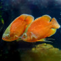 Imported Fire Red Oscar Fish