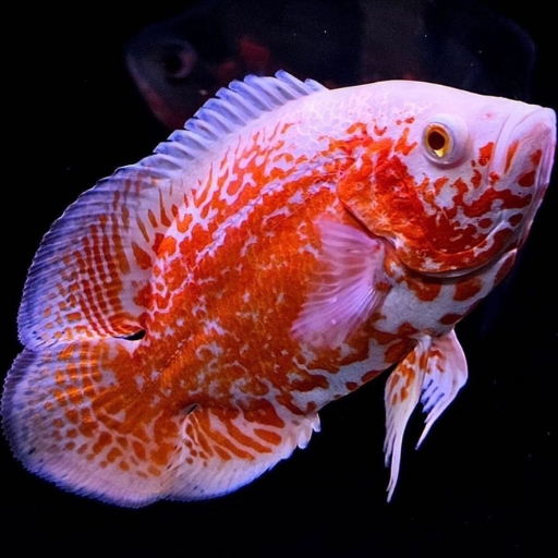 Imported Red Rose Oscar Fish
