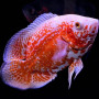 Imported Red Rose Oscar Fish
