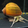 Apple Snail