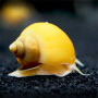 Golden Yellow Snail