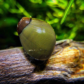 Green Tiger Nerite Snail