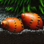 Spotted Snail