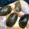 Turtle Nerite Snail