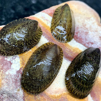 Turtle Nerite Snail