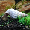 White Hercules Snail