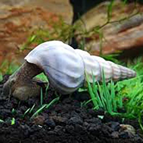 White Hercules Snail