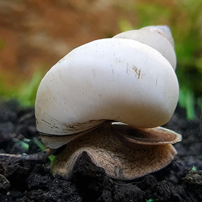 White Wizard Snail