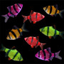 Assorted Glo Tiger Barb Fish - 6nos