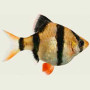 Ballon Tiger Barb Fish
