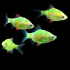 Neon Glo Tiger Barb Fish