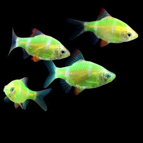 Neon Glo Tiger Barb Fish
