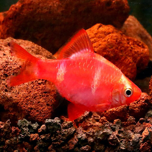 Pink Glo Tiger Barb Fish