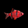 Red Glo Tiger Barb Fish