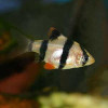 Tiger Barb Fish